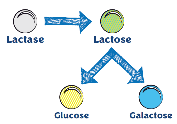 diagram showing how lactase is broken down into glucose and galactose