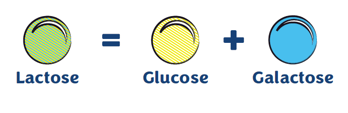 diagram showing glucose plus galactose equals lactose